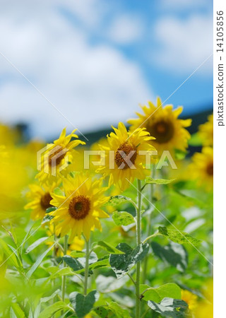 Sunflower field Sunflower field 14105856