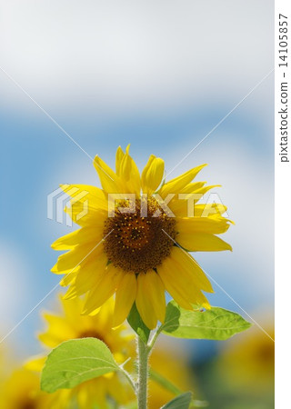 sunflower sunflower 14105857
