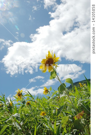 Sunflower field Sunflower field 14105858