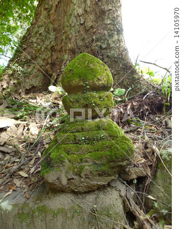 图库照片: 苔藓 佛像