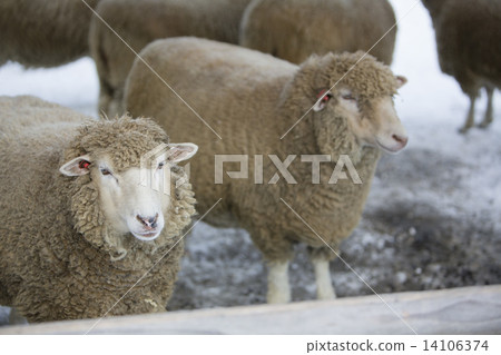 A sheep A sheep 14106374