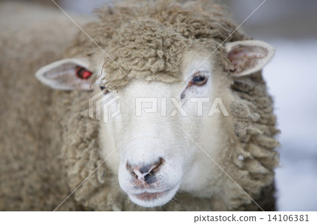 A sheep A sheep 14106381
