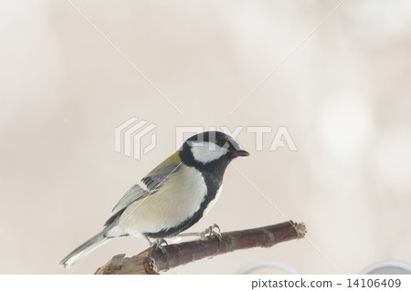 Great tit Great tit 14106409