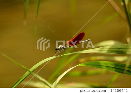 日本黑草莓 14106441