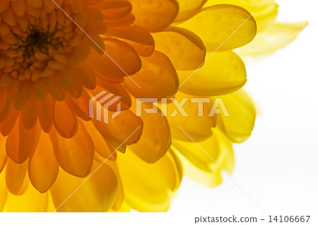 Sunny yellow chrysanthemum background Sunny yellow chrysanthemum background 14106667