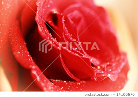 Vintage rose close-up Vintage rose close-up 14106676