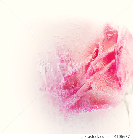 Abstract rose in creamy ice Abstract rose in creamy ice 14106677