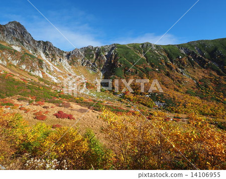 Senjyo Kiki of autumn leaves curl 14106955