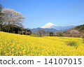 櫻花和油菜花和富士山 14107015