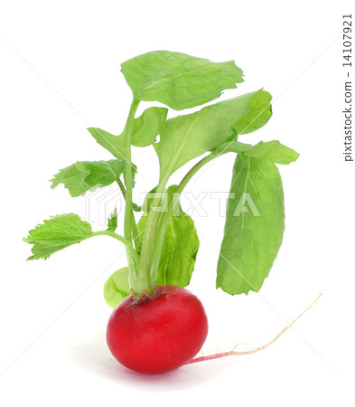 fresh radish fresh radish 14107921