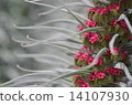 南方植物 14107930