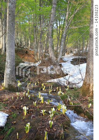 Skunk cabbage blooming in the deep snow-covered mountains (Gassan) Skunk cabbage blooming in the deep snow-covered mountains (Gassan) 14108223