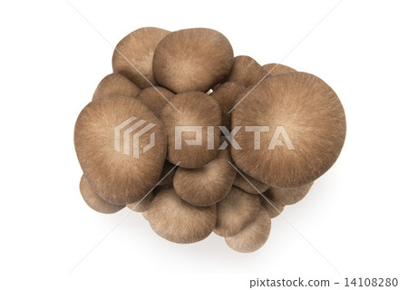 牡蠣蘑菇 14108280