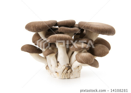 牡蠣蘑菇 牡蠣蘑菇 14108281