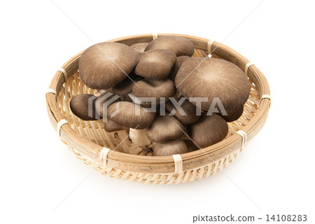Oyster Mushrooms in a colander Oyster Mushrooms in a colander 14108283