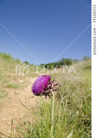Close to the beautiful flowers in the fields of Bulgaria Close to the beautiful flowers in the fields of Bulgaria 14108315