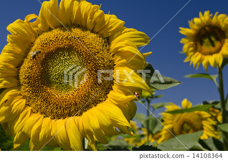 Colors of the summer.- beautiful sunflowers and the bees 14108364