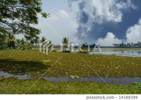 backwaters or swamps in the jungles of Kerala, India 14108399