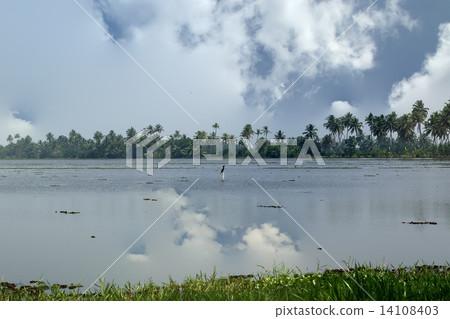backwaters or swamps in the jungles of Kerala, India 14108403