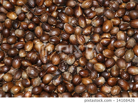 Bunch of nutmeg can be used as background Bunch of nutmeg can be used as background 14108426