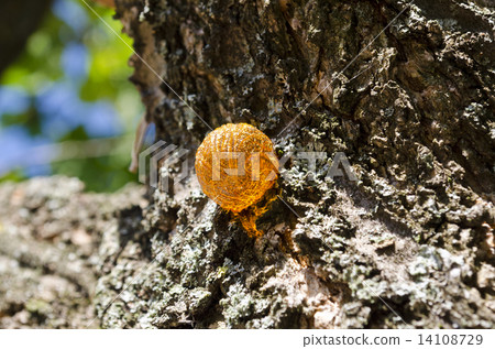 Drop of resin on bark background in the garden 14108729