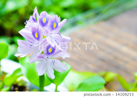 Water hyacinth flowers 14109253