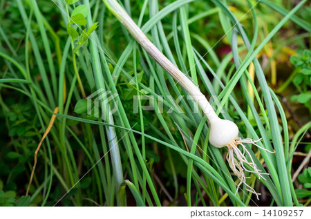 野生的新星 14109257