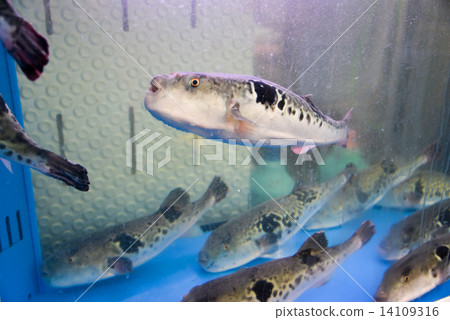 Fish Fish 14109316