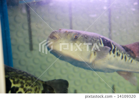 Blowfish 14109320