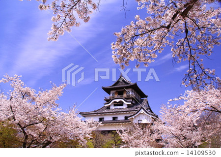 Cherry blossoms blooming in Inuyama castle (Aichi) 14109530