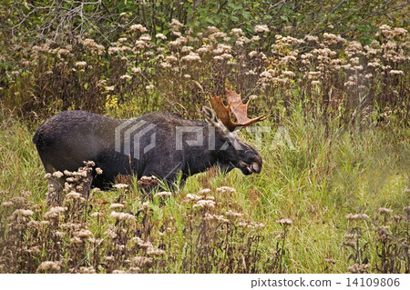 Bull Moose, Alces alces, in fall 14109806