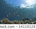 A group of hanagoi dances on the ocean floor 14110128