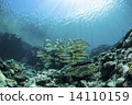Flock of the acahipe 14110159