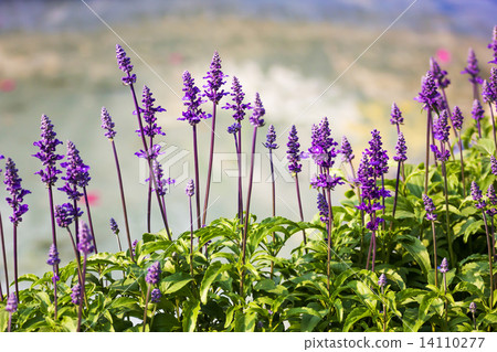 Blue Salvia plant Blue Salvia plant 14110277