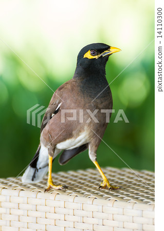 Common hill myna bird 14110300