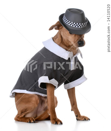 cute dog cute dog 14110520