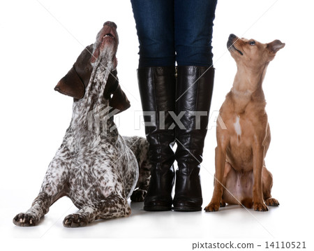mixed breed vs purebreed mixed breed vs purebreed 14110521