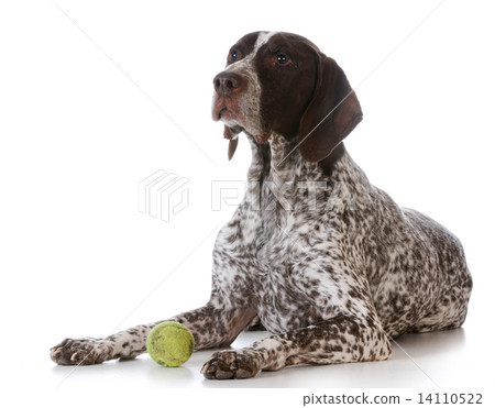 dog with tennis ball dog with tennis ball 14110522