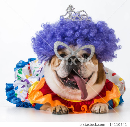 funny dog 14110541