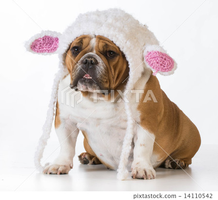 dog dressed like a lamb dog dressed like a lamb 14110542