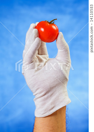 Hand in white glove holding red tomato Hand in white glove holding red tomato 14110583