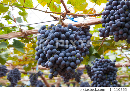 Large bunch of red wine grapes hang from a vine with green leaves. 14110863