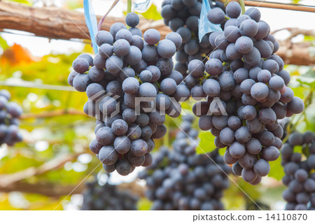 Large bunch of red wine grapes hang from a vine with green leaves. Large bunch of red wine grapes hang from a vine with green leaves. 14110870
