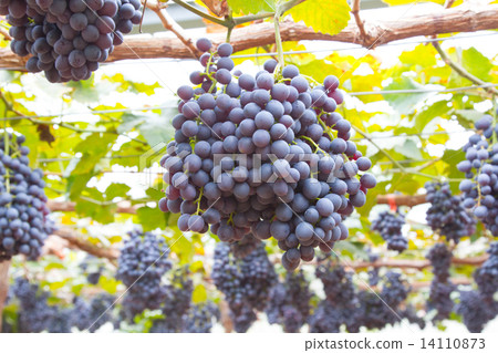 Grapes in vineyard Grapes in vineyard 14110873