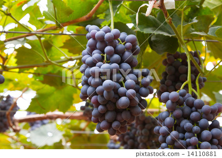 Blue grapes on vine Blue grapes on vine 14110881