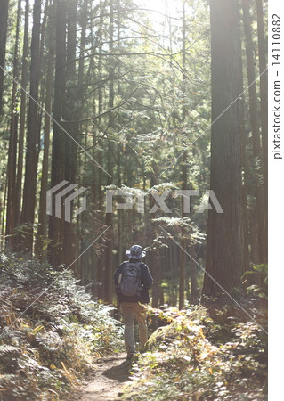 Hiker walking in the forest Hiker walking in the forest 14110882