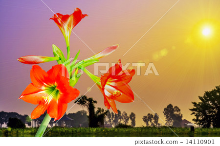 Amaryllis Amaryllis 14110901