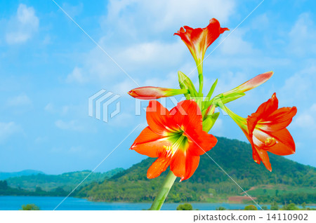 Amaryllis Amaryllis 14110902