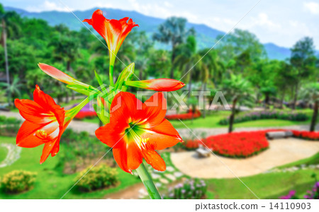 Amaryllis Amaryllis 14110903
