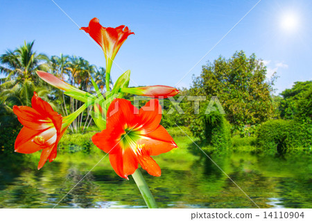 Amaryllis Amaryllis 14110904